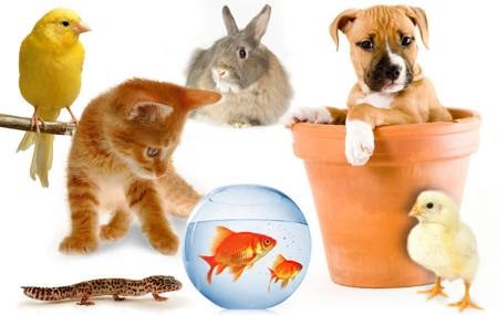 Pet Recommendation System